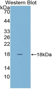 CST5 Antibody - Western blot of recombinant Cystatin D / CST5.