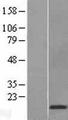 CST5 Protein - Western validation with an anti-DDK antibody * L: Control HEK293 lysate R: Over-expression lysate