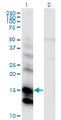 CST6 / Cystatin E/M Antibody - Western Blot analysis of CST6 expression in transfected 293T cell line by CST6 monoclonal antibody (M01), clone 2H8.Lane 1: CST6 transfected lysate (Predicted MW: 16.5 KDa).Lane 2: Non-transfected lysate.