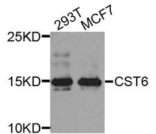 CST6 / Cystatin E/M Antibody - Western blot analysis of extract of various cells.