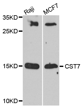 CST7 / Cystatin F Antibody - Western blot analysis of extract of various cells.