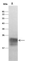 CST7 / Cystatin F Antibody - Lane A: HL-60 Whole Cell Lysate. Lysates/proteins at 30 ug per lane. Secondary: Goat Anti-Rabbit IgG (H+L)/HRP at 1/10000 dilution. Developed using the ECL technique. Performed under reducing conditions. Predicted band size: 16 kDa. Observed band size: 20 kDa.