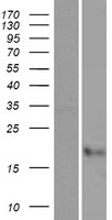 CST7 / Cystatin F Protein - Western validation with an anti-DDK antibody * L: Control HEK293 lysate R: Over-expression lysate