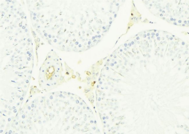 CST8 / CRES Antibody - 1:100 staining mouse testis tissue by IHC-P. The sample was formaldehyde fixed and a heat mediated antigen retrieval step in citrate buffer was performed. The sample was then blocked and incubated with the antibody for 1.5 hours at 22°C. An HRP conjugated goat anti-rabbit antibody was used as the secondary.