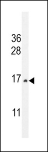 CST9 Antibody - CST9 Antibody western blot of HepG2 cell line lysates (35 ug/lane). The CST9 antibody detected the CST9 protein (arrow).