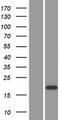 CST9 Protein - Western validation with an anti-DDK antibody * L: Control HEK293 lysate R: Over-expression lysate