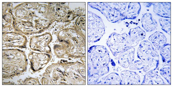 CST9L / Cystatin 9-Like Antibody - Peptide - + Immunohistochemistry analysis of paraffin-embedded human placenta tissue using CST9L antibody.