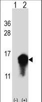 CSTA / Cystatin A Antibody - Western blot of CSTA (arrow) using rabbit polyclonal CSTA Antibody. 293 cell lysates (2 ug/lane) either nontransfected (Lane 1) or transiently transfected (Lane 2) with the CSTA gene.