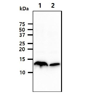 CSTA / Cystatin A Antibody - The cell lysates (40ug) were resolved by SDS-PAGE, transferred to PVDF membrane and probed with anti-human CSTA antibody (1:1000). Proteins were visualized using a goat anti-mouse secondary antibody conjugated to HRP and an ECL detection system. Lane 1.: A431 cell lysate Lane 2.: THP1 cell lysate