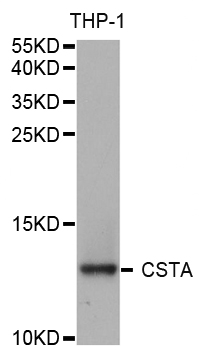 CSTA / Cystatin A Antibody - Western blot analysis of extracts of THP-1 cells.