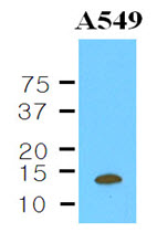 CSTB / Cystatin B / Stefin B Antibody - The Cell lysates of A549 (35 ug) were resolved by SDS-PAGE, transferred to NC membrane and probed with anti-human CSTB (1:1000). Proteins were visualized using a goat anti-mouse secondary antibody conjugated to HRP and an ECL detection system.