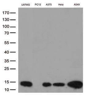 CSTB / Cystatin B / Stefin B Antibody - Western blot analysis of extracts. (35ug) from 5 cell lines lysates by using anti-CSTB monoclonal antibody. (1:500)
