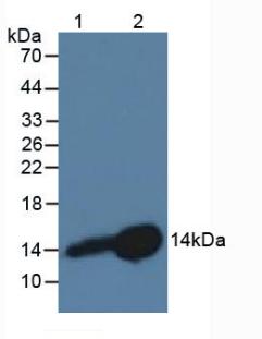 CSTB / Cystatin B / Stefin B Antibody - Western Blot; Sample: Lane1: Rat Lymph Node Tissue; Lane2: Rat Placenta Tissue.