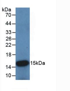 CSTB / Cystatin B / Stefin B Antibody - Western Blot; Sample: Recombinant CSTB, Rat.