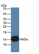 CSTB / Cystatin B / Stefin B Antibody - Western Blot; Sample: Rat Placenta Tissue.