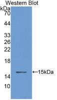 CSTB / Cystatin B / Stefin B Antibody - Western Blot; Sample: Recombinant CSTB, Rat.