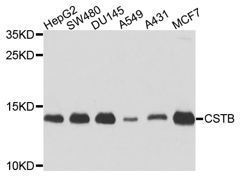 CSTB / Cystatin B / Stefin B Antibody - Western blot analysis of extracts of various cells.