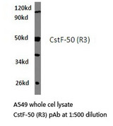 CSTF1 Antibody - Western blot of CstF-50 (R3) pAb in extracts from A549 cells.