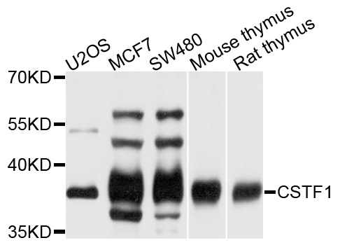 CSTF1 Antibody - Western blot analysis of extracts of various cells.