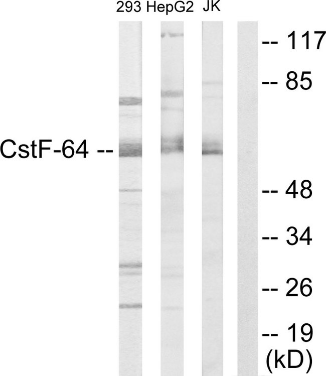 CSTF2 / CstF-64 Antibody - Western blot analysis of lysates from 293, K562, and Jurkat cells, using CSTF2 Antibody. The lane on the right is blocked with the synthesized peptide.