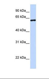 CSTF2 / CstF-64 Antibody - 293T cell lysate. Antibody concentration: 1.0 ug/ml. Gel concentration: 12%.  This image was taken for the unconjugated form of this product. Other forms have not been tested.