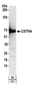 CSTF2 / CstF-64 Antibody - Detection of Mouse CSTF64 by Western Blot. Samples: Whole cell lysate (50 ug) from NIH3T3 cells. Antibodies: Affinity purified rabbit anti-CSTF64 antibody used for WB at 0.2 ug/ml. Detection: Chemiluminescence with an exposure time of 3 minutes.