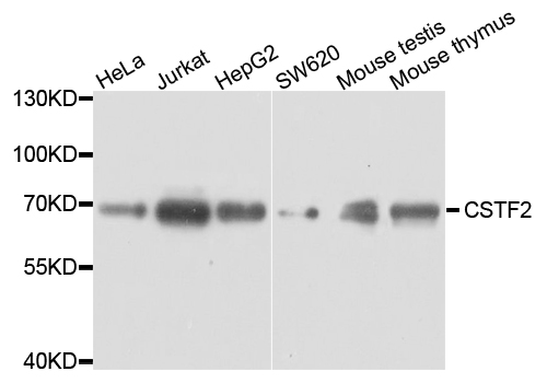 CSTF2 / CstF-64 Antibody - Western blot analysis of extracts of various cell lines.