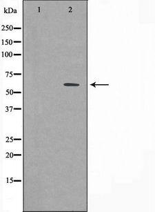 CSTF2 / CstF-64 Antibody - Western blot analysis of extracts of 293 cells. HepG2 cells using CSTF2 antibody.