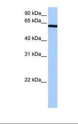 CSTF2T Antibody - Fetal brain cell lysate. Antibody concentration: 0.5 ug/ml. Gel concentration: 12%.  This image was taken for the unconjugated form of this product. Other forms have not been tested.