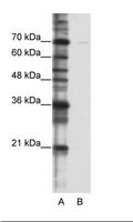 CSTF2T Antibody - A: Marker, B: HepG2 Cell Lysate.  This image was taken for the unconjugated form of this product. Other forms have not been tested.