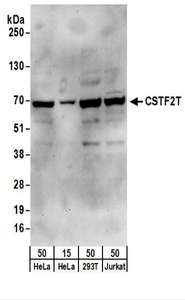 CSTF2T Antibody - Detection of Human CSTF2T by Western Blot. Samples: Whole cell lysate from HeLa (15 and 50 ug), 293T (50 ug), and Jurkat (50 ug) cells. Antibodies: Affinity purified rabbit anti-CSTF2T antibody used for WB at 0.4 ug/ml. Detection: Chemiluminescence with an exposure time of 30 seconds.