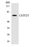 CSTF2T Antibody - Western blot analysis of the lysates from Jurkat cells using CSTF2T antibody.