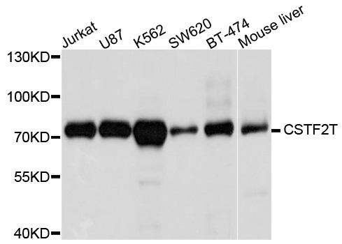 CSTF2T Antibody - Western blot analysis of extracts of various cells.