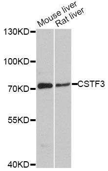 CSTF3 Antibody - Western blot analysis of extracts of various cell lines, using CSTF3 antibody at 1:3000 dilution. The secondary antibody used was an HRP Goat Anti-Rabbit IgG (H+L) at 1:10000 dilution. Lysates were loaded 25ug per lane and 3% nonfat dry milk in TBST was used for blocking. An ECL Kit was used for detection and the exposure time was 50s.