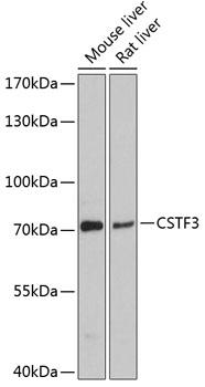 CSTF3 Antibody - Western blot analysis of extracts of various cell lines using CSTF3 Polyclonal Antibody at dilution of 1:3000.