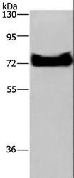 CT26 / DDX53 Antibody - Western blot analysis of HepG2 cell, using DDX53 Polyclonal Antibody at dilution of 1:200.