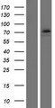 CT26 / DDX53 Protein - Western validation with an anti-DDK antibody * L: Control HEK293 lysate R: Over-expression lysate