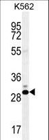 CT45A1 Antibody - CT45A Antibody western blot of K562 cell line lysates (35 ug/lane). The CT45A antibody detected the CT45A protein (arrow).