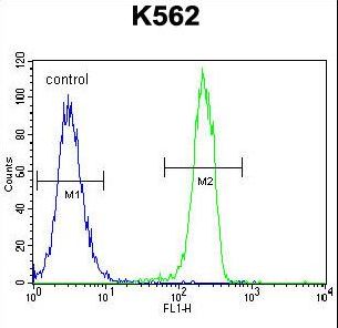 CT45A1 Antibody - CT45A1 Antibody flow cytometry of K562 cells (right histogram) compared to a negative control cell (left histogram). FITC-conjugated goat-anti-rabbit secondary antibodies were used for the analysis.