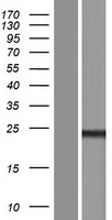 CT45A5 Protein - Western validation with an anti-DDK antibody * L: Control HEK293 lysate R: Over-expression lysate