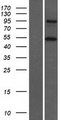 CTAGE5 Protein - Western validation with an anti-DDK antibody * L: Control HEK293 lysate R: Over-expression lysate