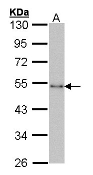 CTBP1 / CTBP Antibody - Sample (30 ug of whole cell lysate). A: Hela. 10% SDS PAGE. CTBP1 / CTBP antibody diluted at 1:1000.