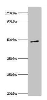 CTBP1 / CTBP Antibody - Western blot All lanes: CTBP1 antibody at 6µg/ml + A549 whole cell lysate Secondary Goat polyclonal to rabbit IgG at 1/10000 dilution Predicted band size: 48, 47 kDa Observed band size: 48 kDa