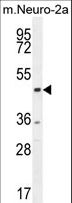 CTBP1 / CTBP Antibody - CTBP1 Antibody western blot of mouse Neuro-2a cell line lysates (35 ug/lane). The CTBP1 antibody detected the CTBP1 protein (arrow).