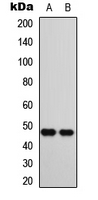 CTBP1 / CTBP Antibody - Western blot analysis of CTBP1 expression in SHSY5Y (A); A549 (B) whole cell lysates.