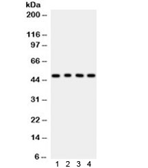 CTBP1 / CTBP Antibody