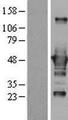 CTBP1 / CTBP Protein - Western validation with an anti-DDK antibody * L: Control HEK293 lysate R: Over-expression lysate