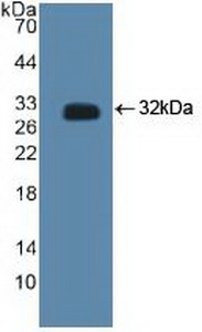 CTBP2 Antibody - Western Blot; Sample: Recombinant CTBP2, Human.