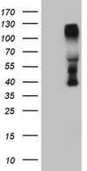 CTBP2 Antibody - HEK293T cells were transfected with the pCMV6-ENTRY control. (Left lane) or pCMV6-ENTRY CTBP2. (Right lane) cDNA for 48 hrs and lysed. Equivalent amounts of cell lysates. (5 ug per lane) were separated by SDS-PAGE and immunoblotted with anti-CTBP2. (1:500)