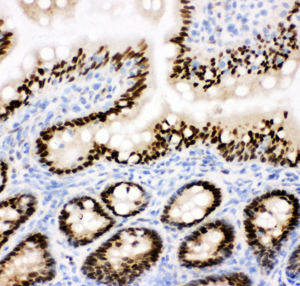 CTBP2 Antibody - CTBP2 antibody. IHC(F): Rat Intestine Tissue.